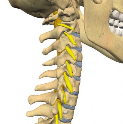 Neck Pain - Wasatch Pain Solutions