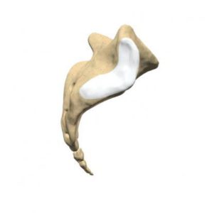 Coccyx or Tailbone