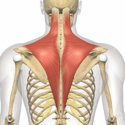 Fibromyalgia or Muscle/Myofascial Pain - Wasatch Pain Solutions